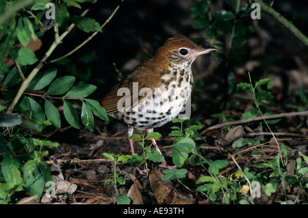 Holz-Drossel Hylocichla Mustelina Erwachsenen High Island Texas USA April 2001 Stockfoto