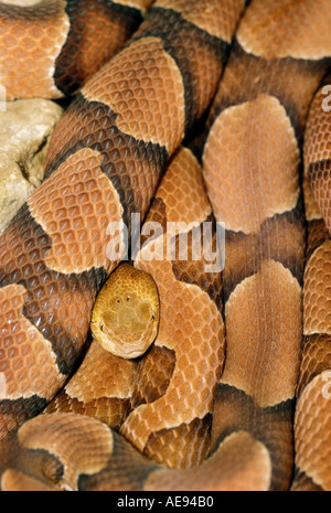 Südlichen Copperhead Schlange Agkistrodon Crotalidae Contortrix gebürtig aus Süden der USA Stockfoto