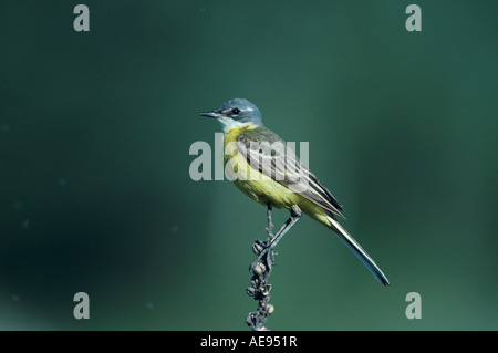 Gelbe Bachstelze Motacilla Flava Erwachsenen Scrivia River Italien Mai 1997 Stockfoto