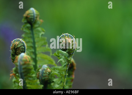 Strauß Plume Farn Matteuccia Struthiopteris Stockfoto