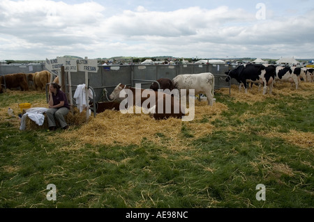 Friesische und Holstein Rinder in Zentral- und West Fife jährliche Agricultural Show Juni 2006 Stockfoto