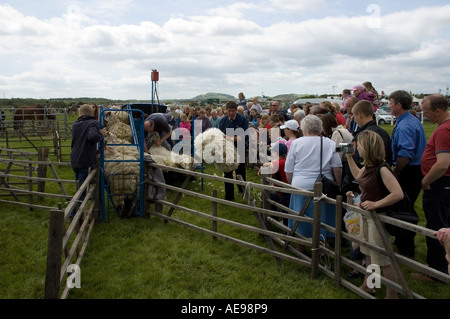 Publikum beobachten Schafe scheren Hand Scheren Demonstration zentral- und West Fife jährliche Agricultural Show Juni 2006 Stockfoto