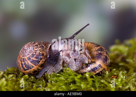 Gemeinsamen Schnecke Garten Schnecke Helix Aspersa gepaart auf Moos bedeckt Stein Potton bedfordshire Stockfoto