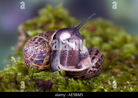 Gemeinsamen Schnecke Garten Schnecke Helix Aspersa gepaart auf Moos bedeckt Stein Potton bedfordshire Stockfoto