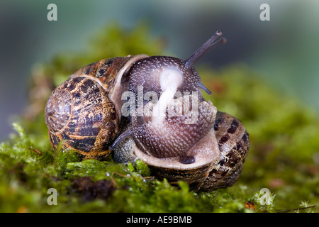 Gemeinsamen Schnecke Garten Schnecke Helix Aspersa gepaart Stockfoto