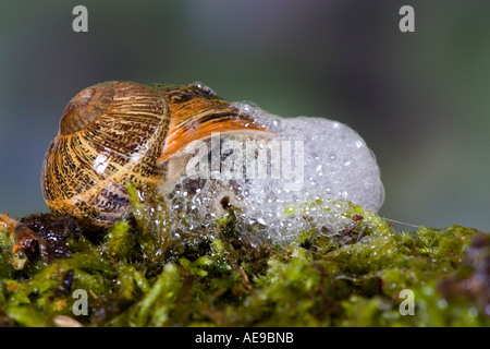 Gemeinsamen Schnecke Garten Schnecke Helix Aspersa sprudeln Potton bedfordshire Stockfoto