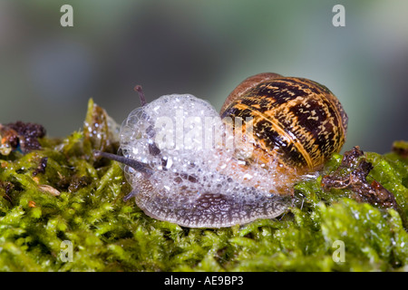 Gemeinsamen Schnecke Garten Schnecke Helix Aspersa sprudeln Potton bedfordshire Stockfoto