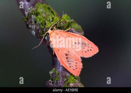 Rosig Lackei Miltochrista Miniata auf Flechten bedeckt Zweig mit Markierungen und Detail Potton bedfordshire Stockfoto