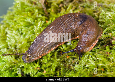 Slug Arion Ater auf Moos bedeckt Log zeigt Markierungen und Detail Potton bedfordshire Stockfoto
