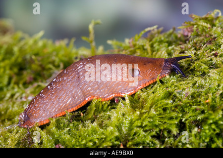 Slug Arion Ater auf Moos bedeckt Log zeigt Markierungen und Detail Potton bedfordshire Stockfoto