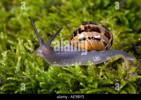 Gemeinsamen Schnecke Garten Schnecke Helix Aspersa auf Noss bedeckt Stein Potton bedfordshre Stockfoto