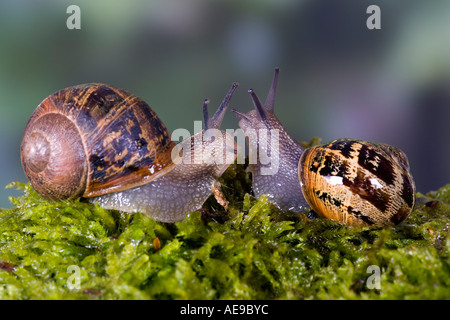 Gemeinsamen Schnecke Garten Schnecke Helix Aspersa Interaktion vor der Paarung erfolgt mit schön aus Fokus Hintergrund Potton Betten Stockfoto