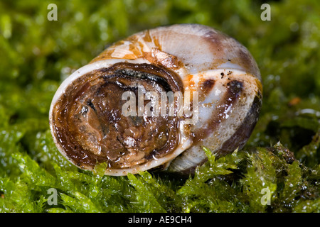 Gemeinsamen Schnecke Garten Schnecke Helix Aspersa wenn Bedingungen werden trocknen die Schnecke Dichtungen seiner Schale mit Schleim Aestivation Stockfoto