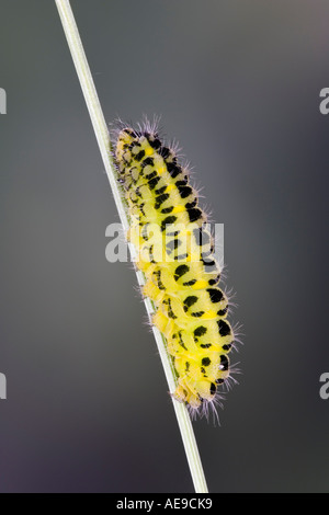 Sechs Spot Burnet Zygaena Filipendulae Larven auf Rasen Stengel mit aus Fokus Hintergrund Potton bedfordshire Stockfoto