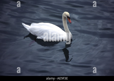 Schwan Stockfoto