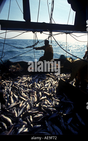Ein fischender Trawler kehrt zurück zum Hafen von Newhaven nach einem erfolgreichen Fang von Fischen Stockfoto