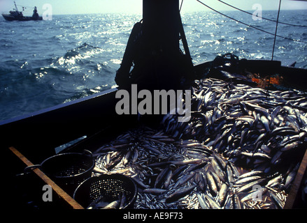 Ein fischender Trawler im Ärmelkanal kehrt zurück, um mit einen erfolgreichen Fang von Fischen Hafen Stockfoto