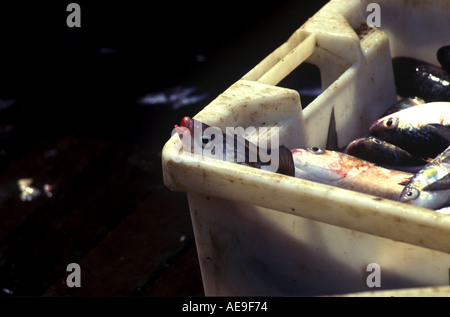 Teil der Fänge an Bord ein fischender Trawler im Ärmelkanal Stockfoto