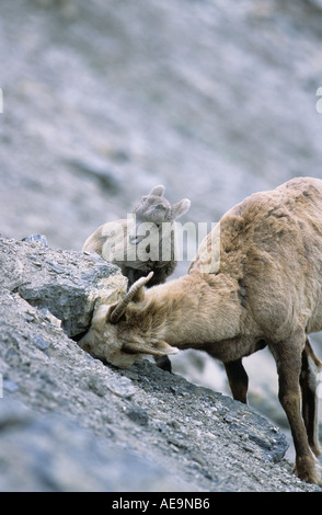 Bighorn Schaf Mineralien aus einer Felsspalte zu lecken, während ihr Lamm blickt auf und lernt Stockfoto