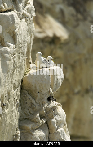 Kittiwake Rissa Tridactyla paar Seaford East Sussex UK Sommer Stockfoto