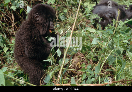 Drei Monate altes Baby Berggorillas (Gorilla Beringei Beringei), Djombe, Parc National des Virunga, demokratische Republik Kongo Stockfoto