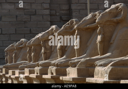 Reihe von Sphinxen führt zu den Bezirk des Amun in Karnak Tempel, Luxor, Ägypten Stockfoto