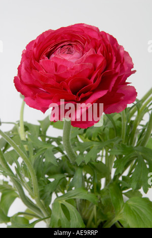 Turban Ranunculus, persische Hahnenfuß (Ranunculus Asiaticus Hybrid), rote Blüte Stockfoto