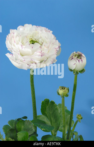 Turban Ranunculus, persische Hahnenfuß (Ranunculus Asiaticus Hybrid), Blüten und Knospen, Studio Bild Stockfoto