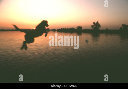 Bei Sonnenuntergang springt ein schwarzer Labrador in den See, eine Ente abzurufen. Stockfoto