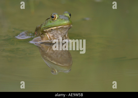 Amerikanischer Ochsenfrosch (Rana Catesbeiana) und Spiegelung im Wasser Stockfoto