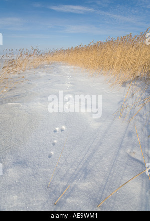 Schneewege auf frischem Neuschnee an der Küste, Finnland Stockfoto