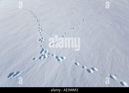Europäische Berghare ( Lepus timidus ) Spuren überqueren Hundeweg auf Neuschnee , Finnland Stockfoto