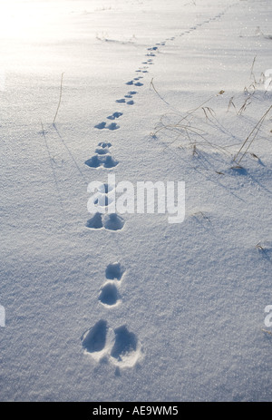 Europäische Berghase ( Lepus timidus ) Spuren auf Neuschnee , Finnland Stockfoto
