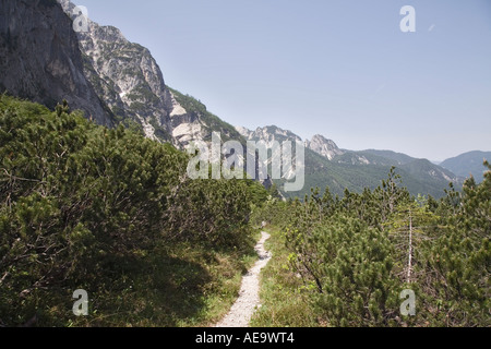 Wanderweg durch niedrigen Wald in der Nähe von Flora und Fauna in Krnica Becken oberhalb Koca V Krnici Berghütte im "Triglav National Park" Stockfoto