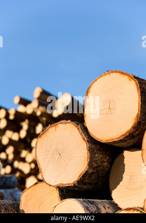 Das gelblich gesägte Ende der Birke ( betula ) Baumstämme in einem Haufen , Finnland Stockfoto