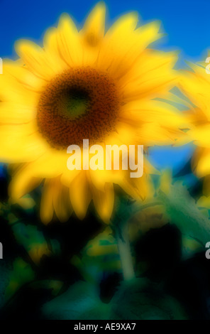 einzelnes Sonnenblume Detail schließen Sie lebendige Sonne gegen blauen Himmel mit Wassertropfen auf Blütenblätter Stockfoto