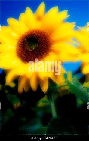 einzelnes Sonnenblume Detail schließen Sie lebendige Sonne gegen blauen Himmel mit Wassertropfen auf Blütenblätter Stockfoto