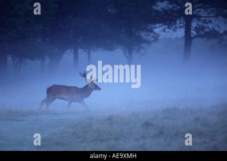 Rothirsch (Cervus Elaphus), Hirsch jung im Morgennebel Stockfoto