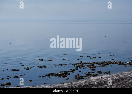 Gestrandeter Fisch bei der Salton Sea National Wildlife Refuge Westmorland California Stockfoto