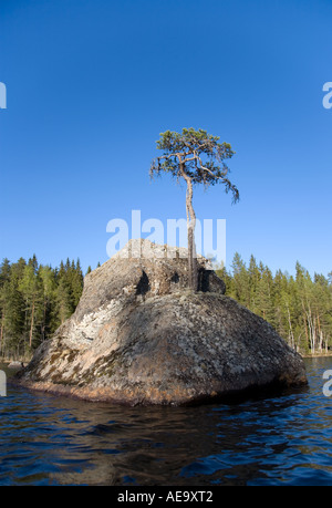 Einsame Kiefer (pinus sylvestris) wächst auf einem Felsen in der Mitte eines Sees, Finnland Stockfoto