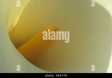 Arum Lilie (Zantedeschia Aethiopica) Blume Stockfoto