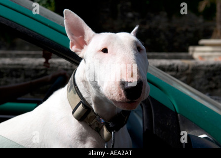 ein englischer Bullterrier lehnt sich aus einem beweglichen Fenster mit seinem Bein nach unten hängend Stockfoto