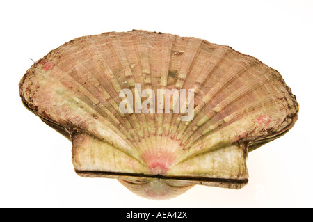 Shell-frische lebende Muschel Pecten Jacobaeus geschlossenen Muschel Meeresfrüchte Riese Jakobsmuschel frischen lebenden Meer riesige Jakobsmuschel Pecten jacobae Stockfoto