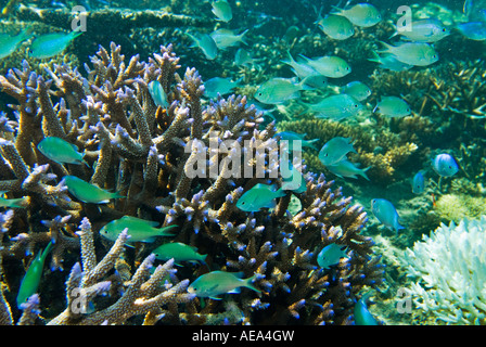 Chromis Viridis blau grün Riffbarsche unter dem Meer FIDSCHIINSELN Süden Southsea Meer Pazifischen Ozean Unterwasser wild darstell Stockfoto