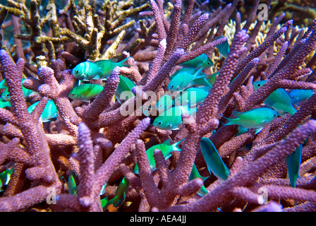 Chromis Viridis blau grün Riffbarsche unter dem Meer FIDSCHIINSELN Süden Southsea Meer Pazifischen Ozean Unterwasser wild darstell Stockfoto