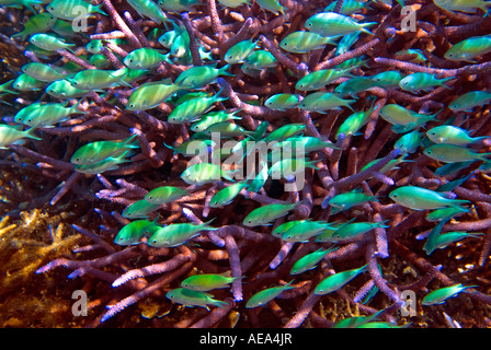 Chromis Viridis blau grün Riffbarsche unter dem Meer FIDSCHIINSELN Süden Southsea Meer Pazifischen Ozean Unterwasser wild darstell Stockfoto