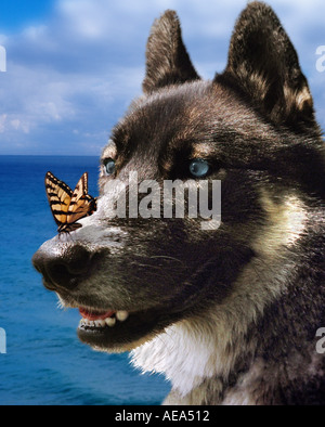 Hund mit Buterfly auf der Nase Stockfoto