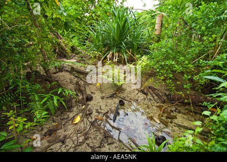 Feuchtgebiete Mangroven trail Samoa Upolu Südküste in der Nähe von SAANAPU Saanapu-Sataoa Mangrove Conservation Area Weg Schlamm nass Stockfoto