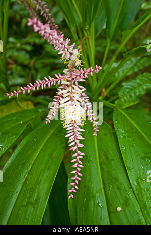 Feuchtgebiete Mangroven trail Samoa Upolu Südküste in der Nähe von SAANAPU Saanapu-Sataoa Mangrove Conservation Area Blume Pflanze detail Stockfoto