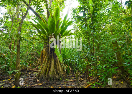 Feuchtgebiete Mangroven trail Samoa Upolu Südküste in der Nähe von SAANAPU Saanapu-Sataoa Mangrove Conservation Area Stockfoto